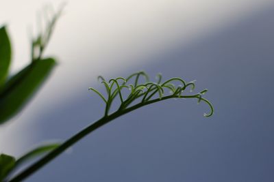 Close-up of plant