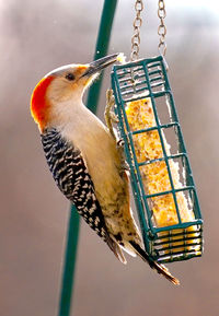 Woodpecker on the suet feeder