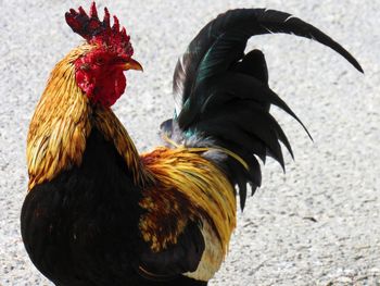 Close-up of rooster