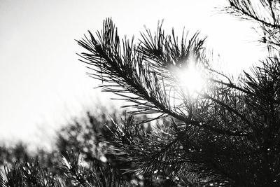 Low angle view of plants against sky