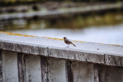 Bird perching on a wall