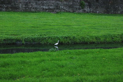 Bird on a field