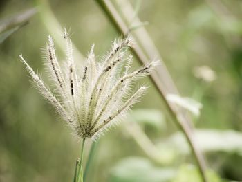 Close-up of fresh plant