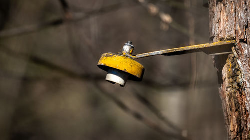 Close-up of yellow bird hanging on metal