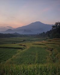 Scenic view of field against sky during sunset