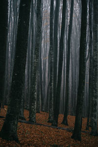 Trees in forest during autumn
