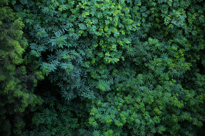 Full frame shot of trees in forest