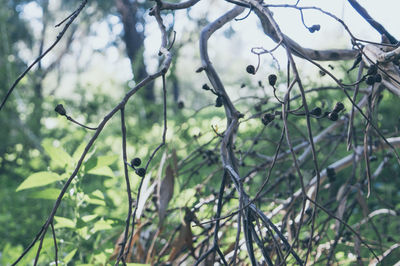 Low angle view of fruits on tree