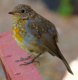Close-up of bird perching on branch