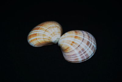 Close-up of seashell on black background