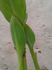 Close-up of fresh green plant