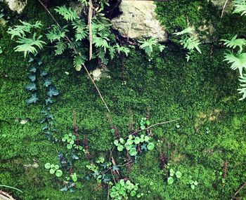 High angle view of ivy growing on field