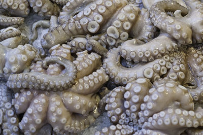 Full frame shot of octopus tentacles