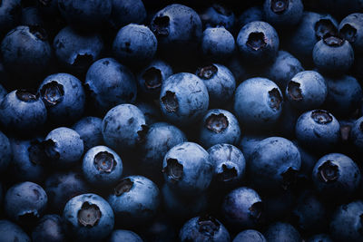 Blueberry dark background with shadows and light