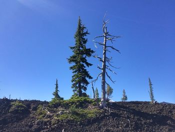 Low angle view of tree against clear blue sky