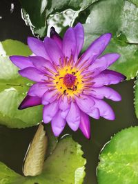 Close-up of purple flower blooming outdoors