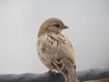 Close-up of bird perching on a branch