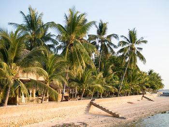 Palm trees on beach