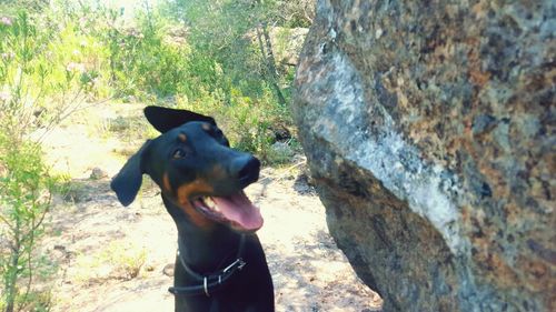 Close-up of black dog standing on tree