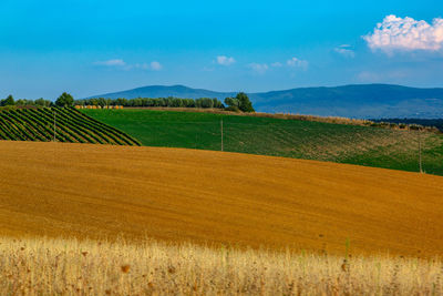 Scenic view of field against sky