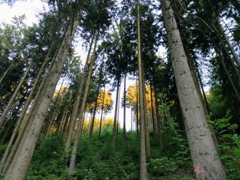 Low angle view of bamboo trees in forest