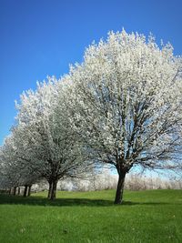 Trees growing on field against clear sky