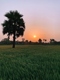 Scenic view of agricultural field against sky during sunset