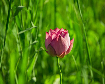 Close-up of pink tulip flower on field