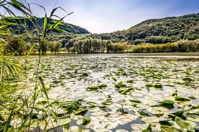 Scenic view of lake amidst plants against sky