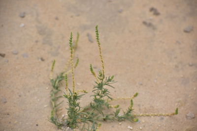 High angle view of plant growing on sand