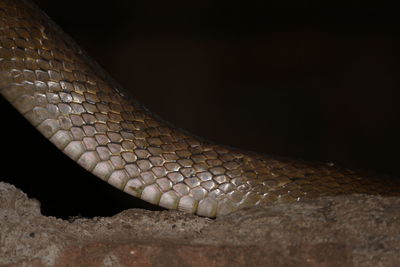Close-up of lizard on black background