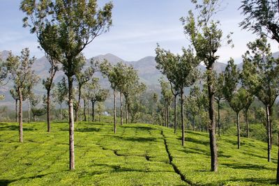 Panoramic view of agricultural field against sky