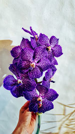 Close-up of hand holding purple flowering plant