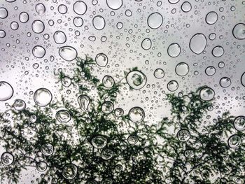 Close-up of water drops on glass