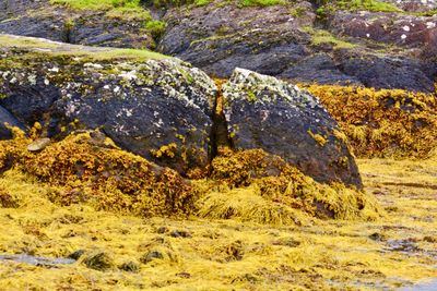 Close-up of lichen on rock