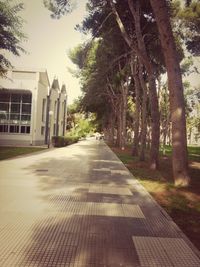 Road along trees