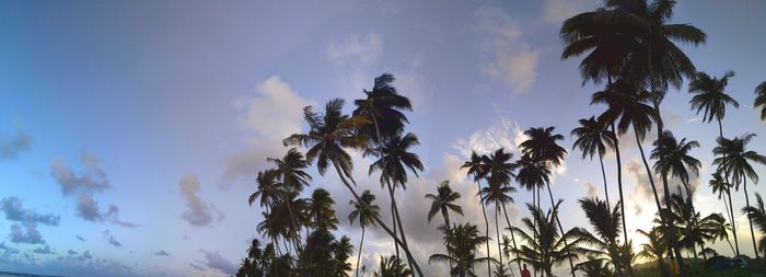 Low angle view of palm trees against sky