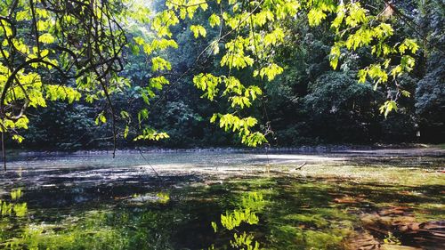Trees by lake in forest