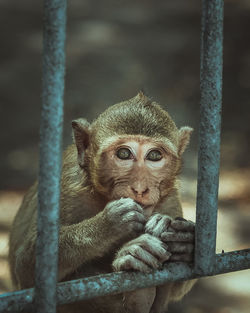 Portrait of monkey in cage