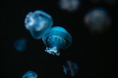 jellyfish