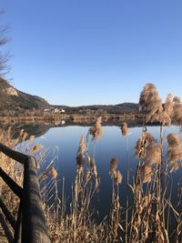 Low angle view of trees against clear sky, torbiere provaglio iseo 