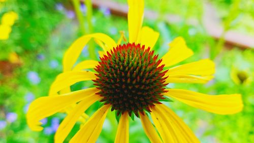 Close-up of yellow flower