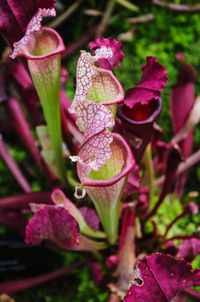 Close-up of pink flowers