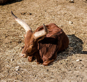 Close-up of bull