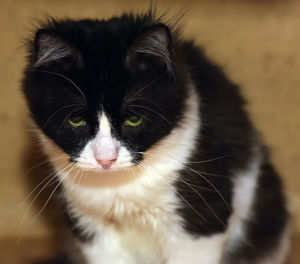 Close-up portrait of a cat