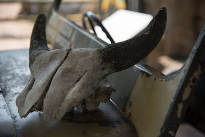 Close-up of animal skull