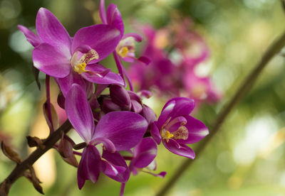 Close-up of flowers against blurred background