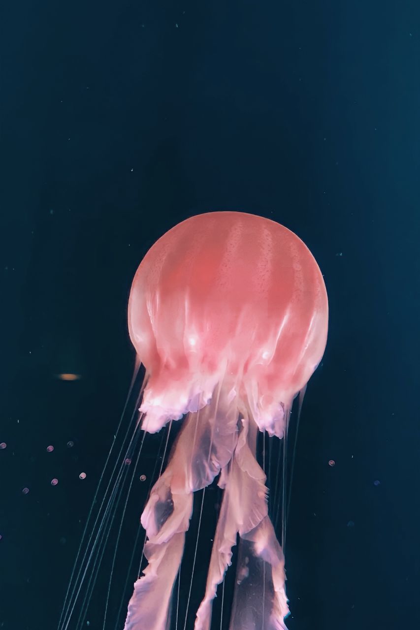 CLOSE-UP OF JELLYFISH