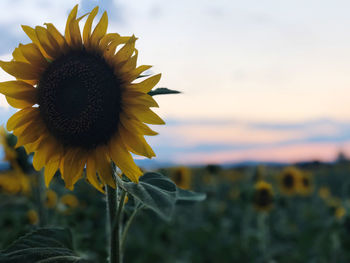 Close-up of sunflower on field against sky