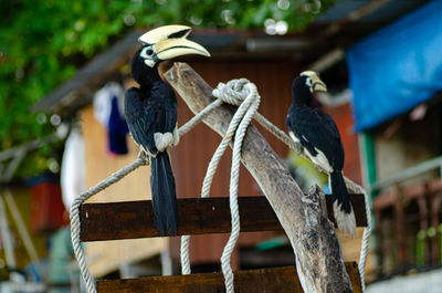 View of birds perching on wood